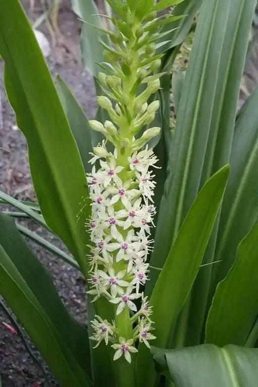 Meguru Pineapple Lily (BULBS ),Elegant,Tropical - Caribbean garden seed