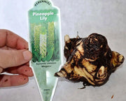 Meguru Pineapple Lily (BULBS ),Elegant,Tropical - Caribbean garden seed