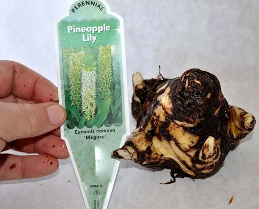 Meguru Pineapple Lily (BULBS ),Elegant,Tropical - Caribbean garden seed