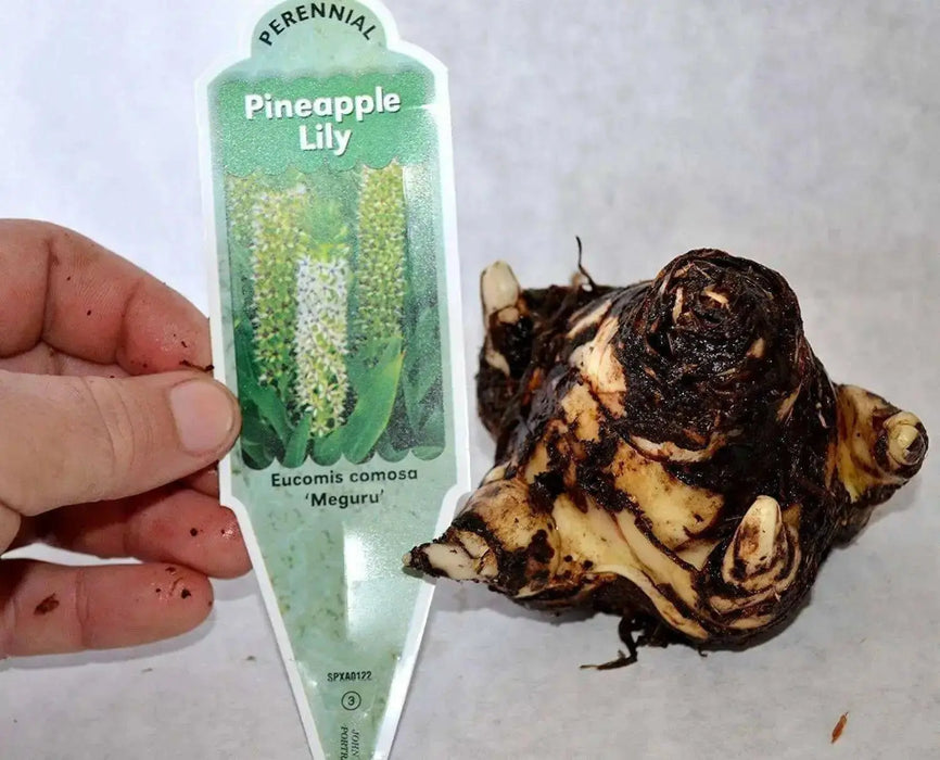 Meguru Pineapple Lily (BULBS ),Elegant,Tropical - Caribbean garden seed