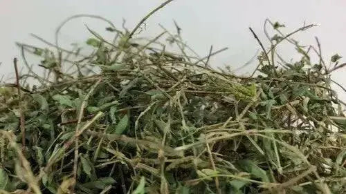 Medina popular Jamaican herb,1/4 OZ PACK - Caribbean garden seed