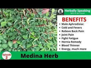 Medina popular Jamaican herb,1/4 OZ PACK - Caribbean garden seed