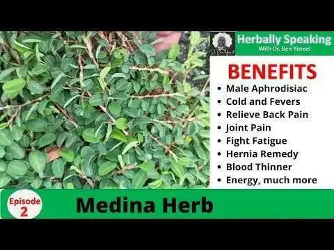 Medina popular Jamaican herb,1/4 OZ PACK - Caribbean garden seed