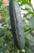 Marketmore 76, CVUCUMBER SEEDS,ORGANIC,Open Pollinated VEGETABLE - Caribbean garden seed