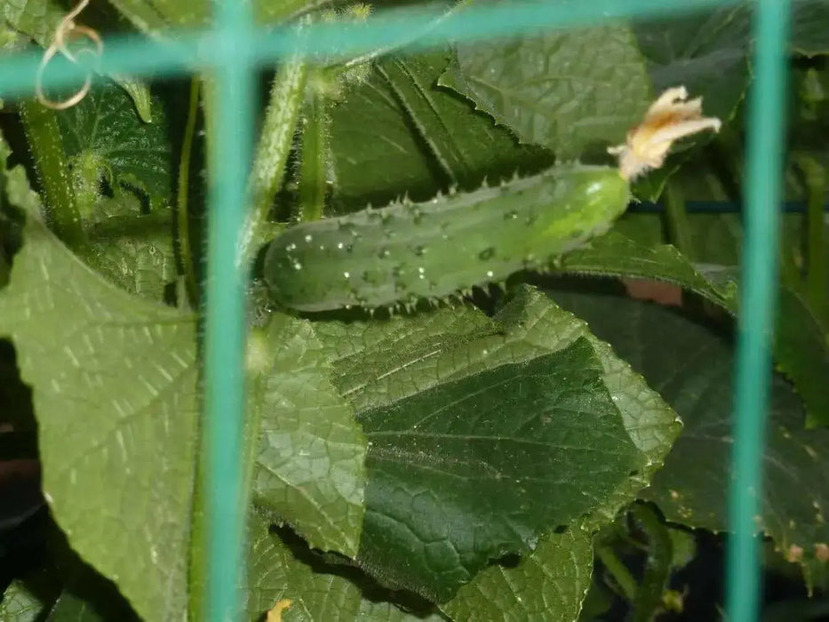 Marketmore 76, CVUCUMBER SEEDS,ORGANIC,Open Pollinated VEGETABLE - Caribbean garden seed