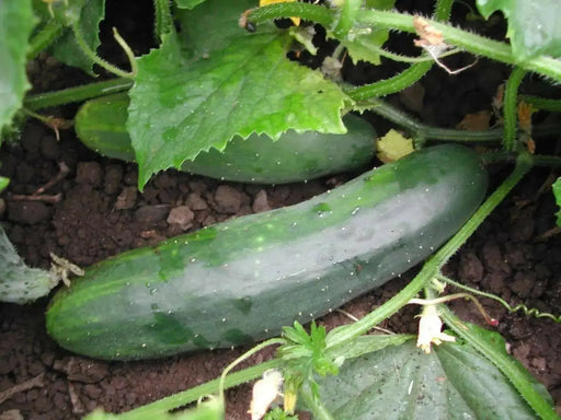 Market Cucumber Seeds , Heirloom ,Gmo free Vegetables, - Caribbean garden seed