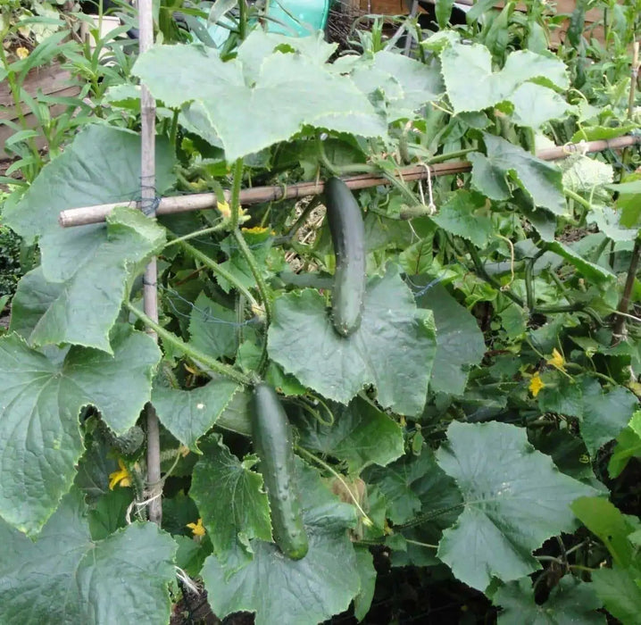 Market Cucumber Seeds , Heirloom ,Gmo free Vegetables, - Caribbean garden seed