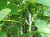 Market Cucumber Seeds , Heirloom ,Gmo free Vegetables, - Caribbean garden seed