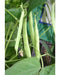 MCCASLAN BEAN SEEDS Heirloom Pole Bean,Organic,Stringless, - Caribbean garden seed