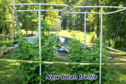 MCCASLAN BEAN SEEDS Heirloom Pole Bean,Organic,Stringless, - Caribbean garden seed