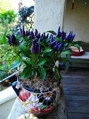 Masquerade Hot pepper Seeds - Capsicum annuum - Caribbean garden seed