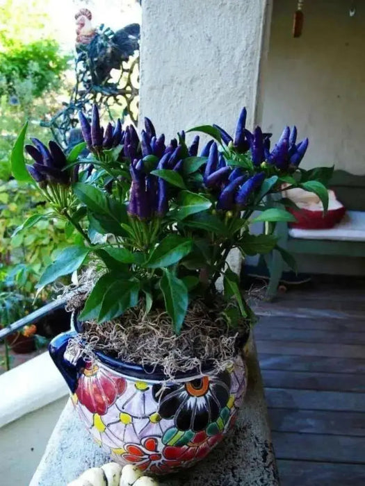 Masquerade Hot pepper Seeds - Capsicum annuum - Caribbean garden seed