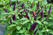 Masquerade Hot pepper Seeds - Capsicum annuum - Caribbean garden seed