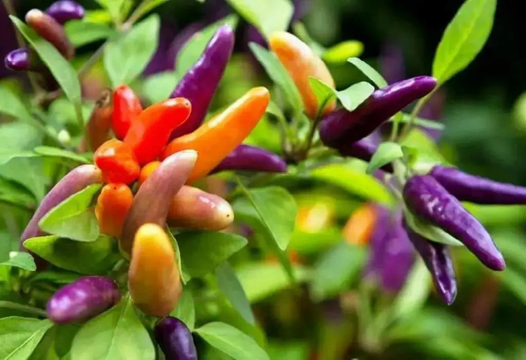Masquerade Hot pepper Seeds - Capsicum annuum - Caribbean garden seed