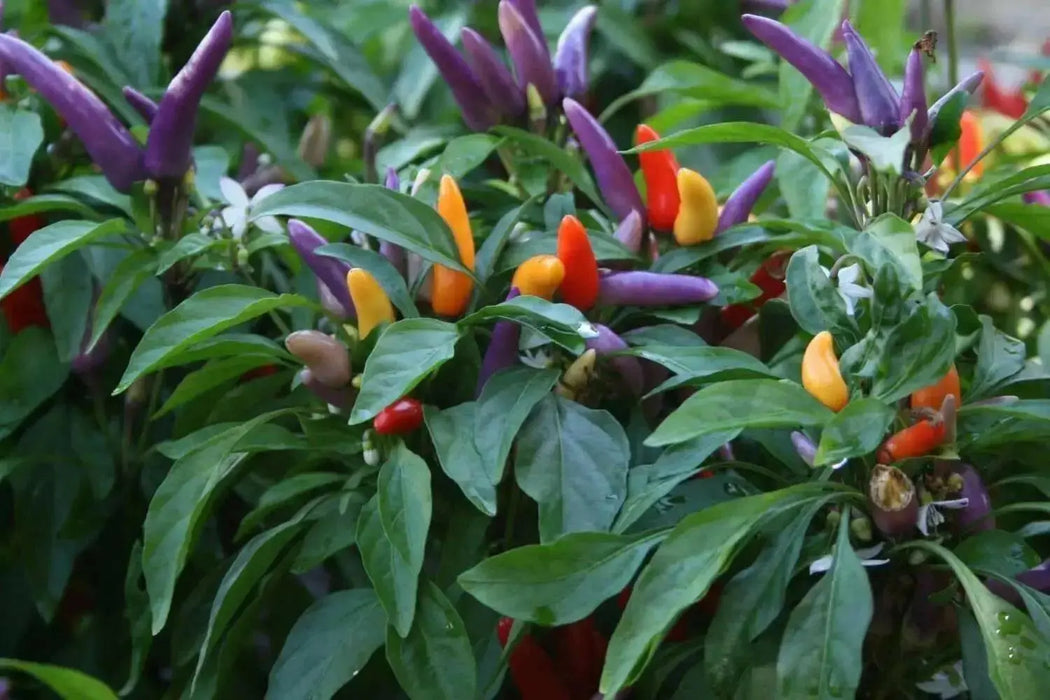 Masquerade Hot pepper Seeds - Capsicum annuum - Caribbean garden seed