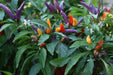 Masquerade Hot pepper Seeds - Capsicum annuum - Caribbean garden seed