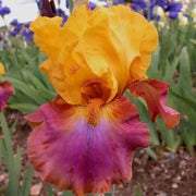 MEGABUCKS Tall Bearded Iris- BAREROOT Plants, PERENNIAL - Caribbean garden seed