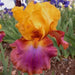 MEGABUCKS Tall Bearded Iris- BAREROOT Plants, PERENNIAL - Caribbean garden seed