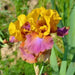MEGABUCKS Tall Bearded Iris- BAREROOT Plants, PERENNIAL - Caribbean garden seed