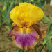 MEGABUCKS Tall Bearded Iris- BAREROOT Plants, PERENNIAL - Caribbean garden seed