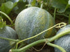 Melon Seeds, "Petit Gris de Rennes" (Cucumis melo) Certified Organic,Heirloom - Caribbean garden seed