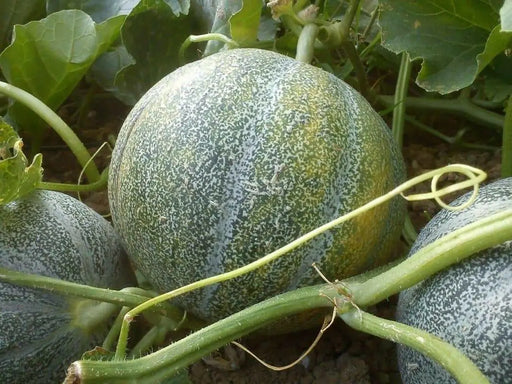 Melon Seeds, "Petit Gris de Rennes" (Cucumis melo) Certified Organic,Heirloom - Caribbean garden seed