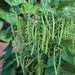 Mascotte French Filet Bean(Dwarf) Great for patio pots and windowboxes! - Caribbean garden seed