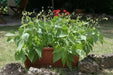 Mascotte French Filet Bean(Dwarf) Great for patio pots and windowboxes! - Caribbean garden seed