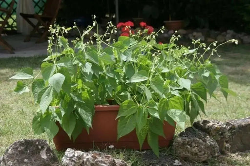 Mascotte French Filet Bean(Dwarf) Great for patio pots and windowboxes! - Caribbean garden seed