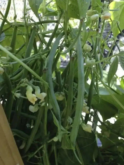 Mascotte French Filet Bean(Dwarf) Great for patio pots and windowboxes! - Caribbean garden seed
