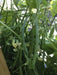 Mascotte French Filet Bean(Dwarf) Great for patio pots and windowboxes! - Caribbean garden seed