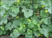 Melon Seeds, "Petit Gris de Rennes"  (Cucumis melo) Certified Organic,Heirloom ! - Caribbean garden seed