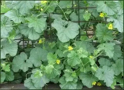 Melon Seeds, "Petit Gris de Rennes"  (Cucumis melo) Certified Organic,Heirloom ! - Caribbean garden seed