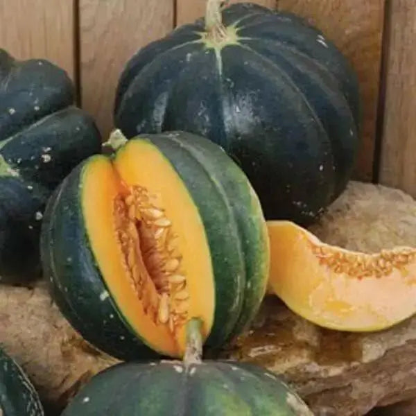 Melon Seeds, "Noir des Carmes " HEIRLOOM VINE - Caribbean garden seed