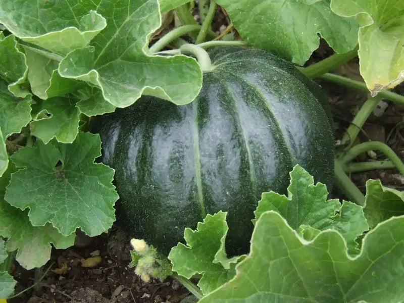 Melon Seeds, "Noir des Carmes " HEIRLOOM VINE - Caribbean garden seed