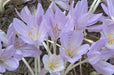 Meadow Saffron SEEDS, Common Autumn Crocus, Colchicum autumnale - Caribbean garden seed