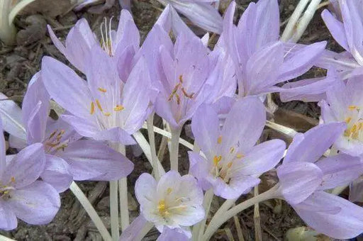 Meadow Saffron SEEDS, Common Autumn Crocus, Colchicum autumnale - Caribbean garden seed