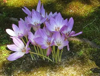 Meadow Saffron SEEDS, Common Autumn Crocus, Colchicum autumnale - Caribbean garden seed