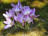 Meadow Saffron SEEDS, Common Autumn Crocus, Colchicum autumnale - Caribbean garden seed