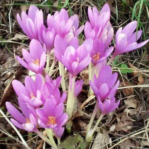 Meadow Saffron SEEDS, Common Autumn Crocus, Colchicum autumnale - Caribbean garden seed