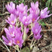 Meadow Saffron SEEDS, Common Autumn Crocus, Colchicum autumnale - Caribbean garden seed
