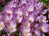 Meadow Saffron SEEDS, Common Autumn Crocus, Colchicum autumnale - Caribbean garden seed