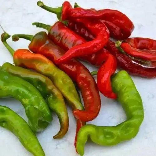 Maule'S Red Hot Pepper- Capsicum annuum - Caribbean garden seed