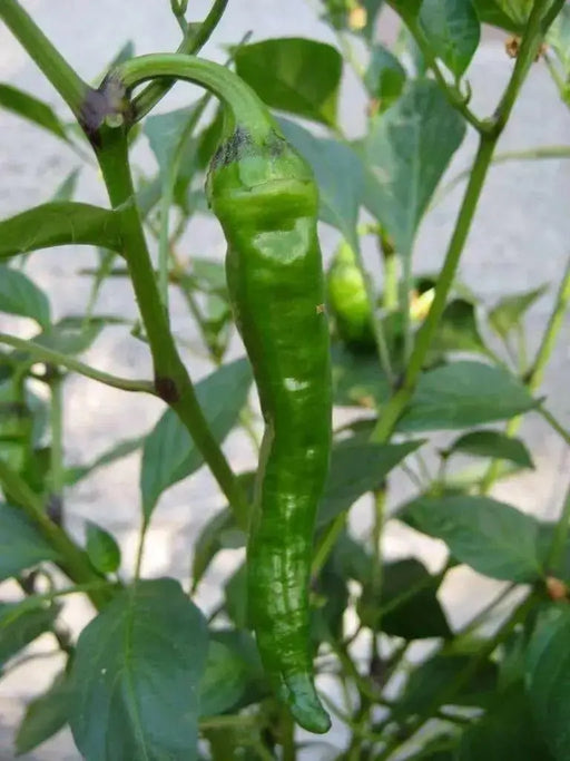 Maule'S Red Hot Pepper- Capsicum annuum - Caribbean garden seed