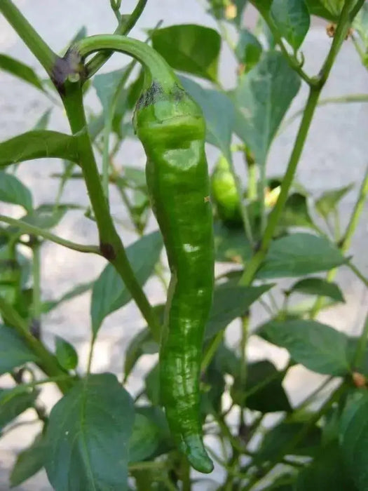 Maule'S Red Hot Pepper- Capsicum annuum - Caribbean garden seed