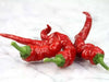 Maule'S Red Hot Pepper- Capsicum annuum - Caribbean garden seed