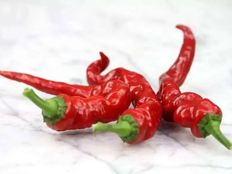 Maule'S Red Hot Pepper- Capsicum annuum - Caribbean garden seed