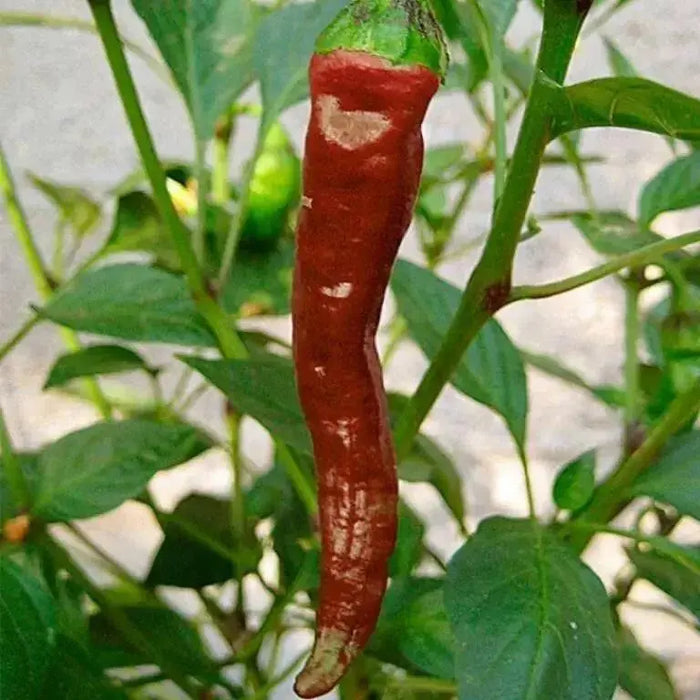 Maule'S Red Hot Pepper- Capsicum annuum - Caribbean garden seed