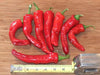 Maule'S Red Hot Pepper- Capsicum annuum - Caribbean garden seed