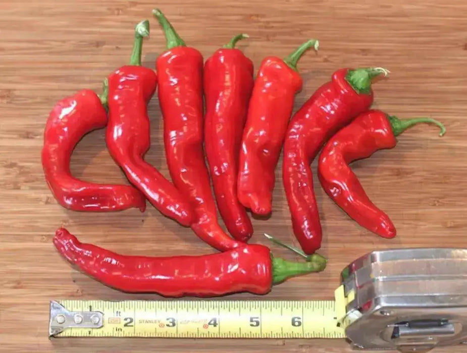 Maule'S Red Hot Pepper- Capsicum annuum - Caribbean garden seed